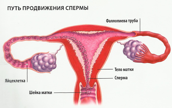 Внутри женского влагалища сперматозоиды способны жить не более