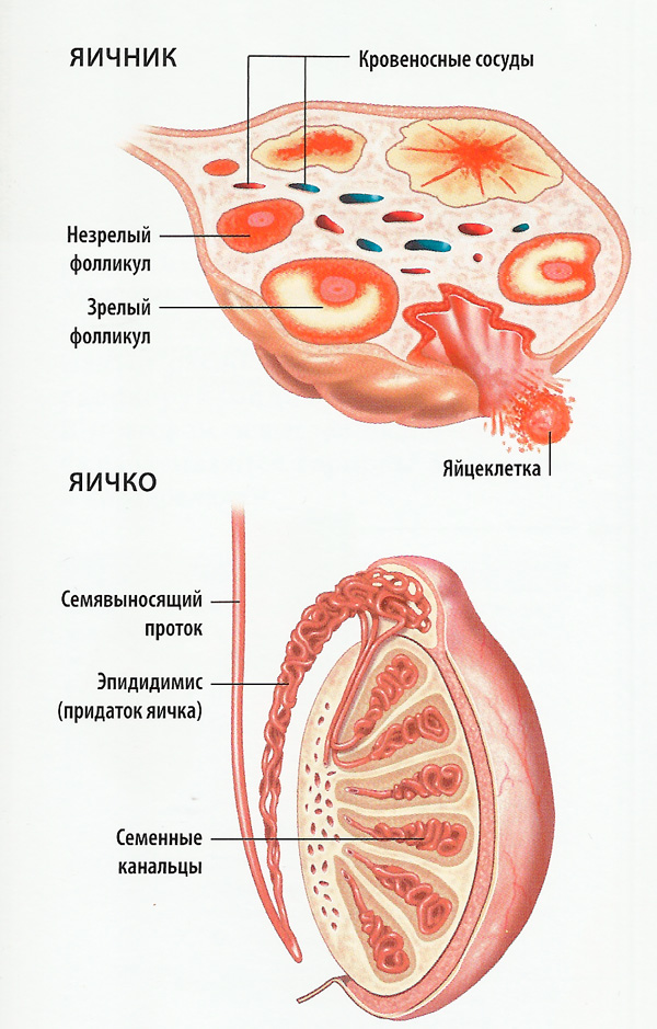 Яичники и яички схема