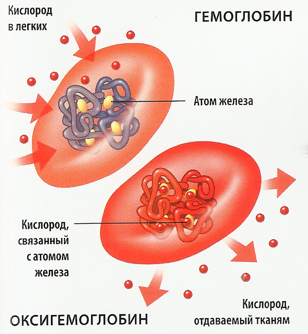 Молекула гемоглобина