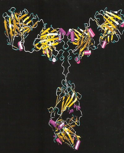 Ленточная модель антитела