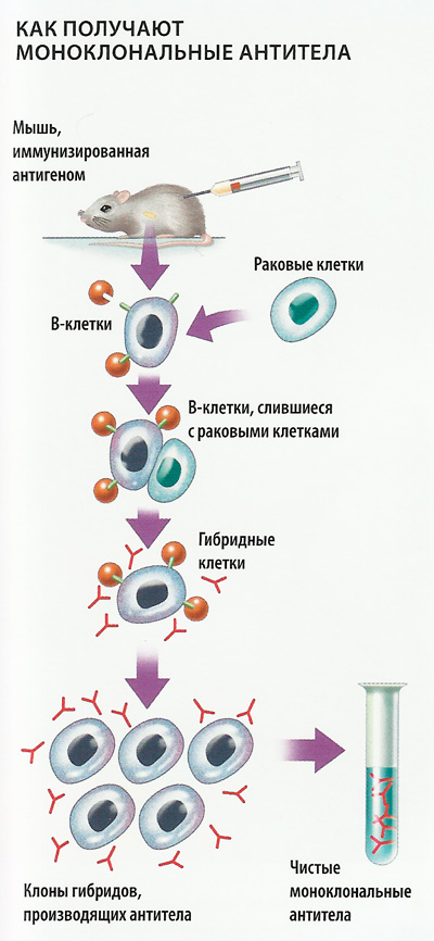 моноклональные антитела
