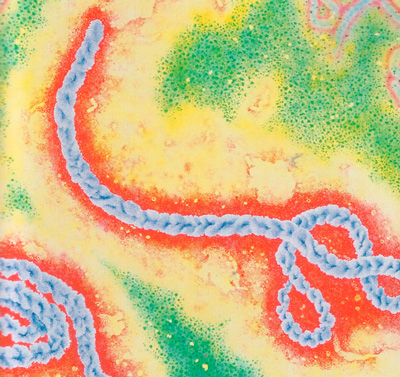 вирус Эбола фото