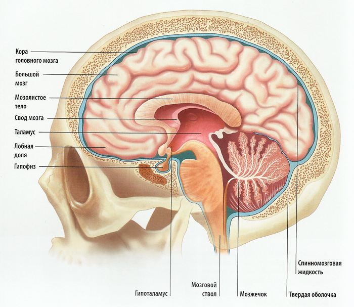 головной мозг схема