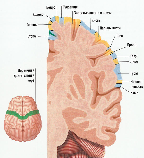 головной мозг схема