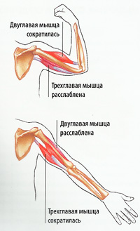 строение мышц плеча схема