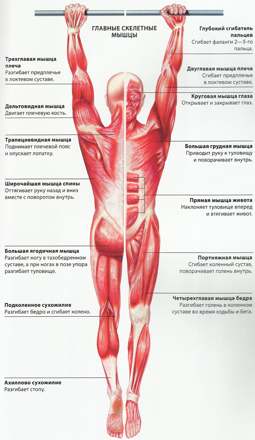 Схема скелетных мышц