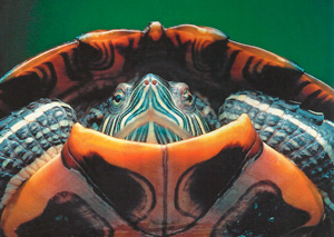 черепаха фото