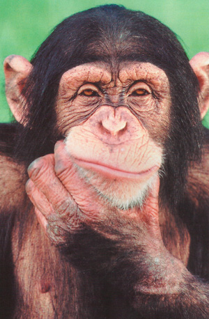 шимпанзе фото