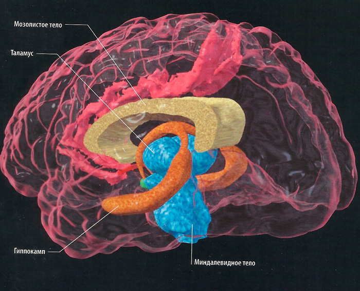 строение головного мозга человека схема