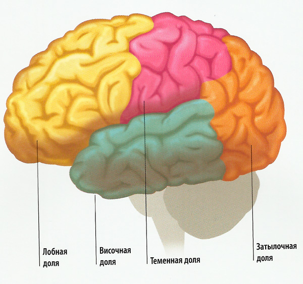 оли больших полушарий головного мозга