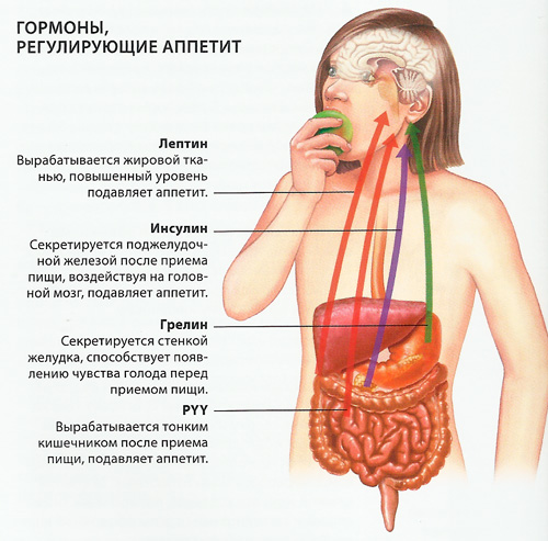 Гормоны регулирующие чувство голода и аппетита