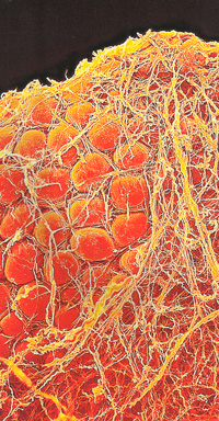 Жировые клетки (адипоциты) фото