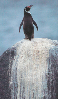 пингвин фото