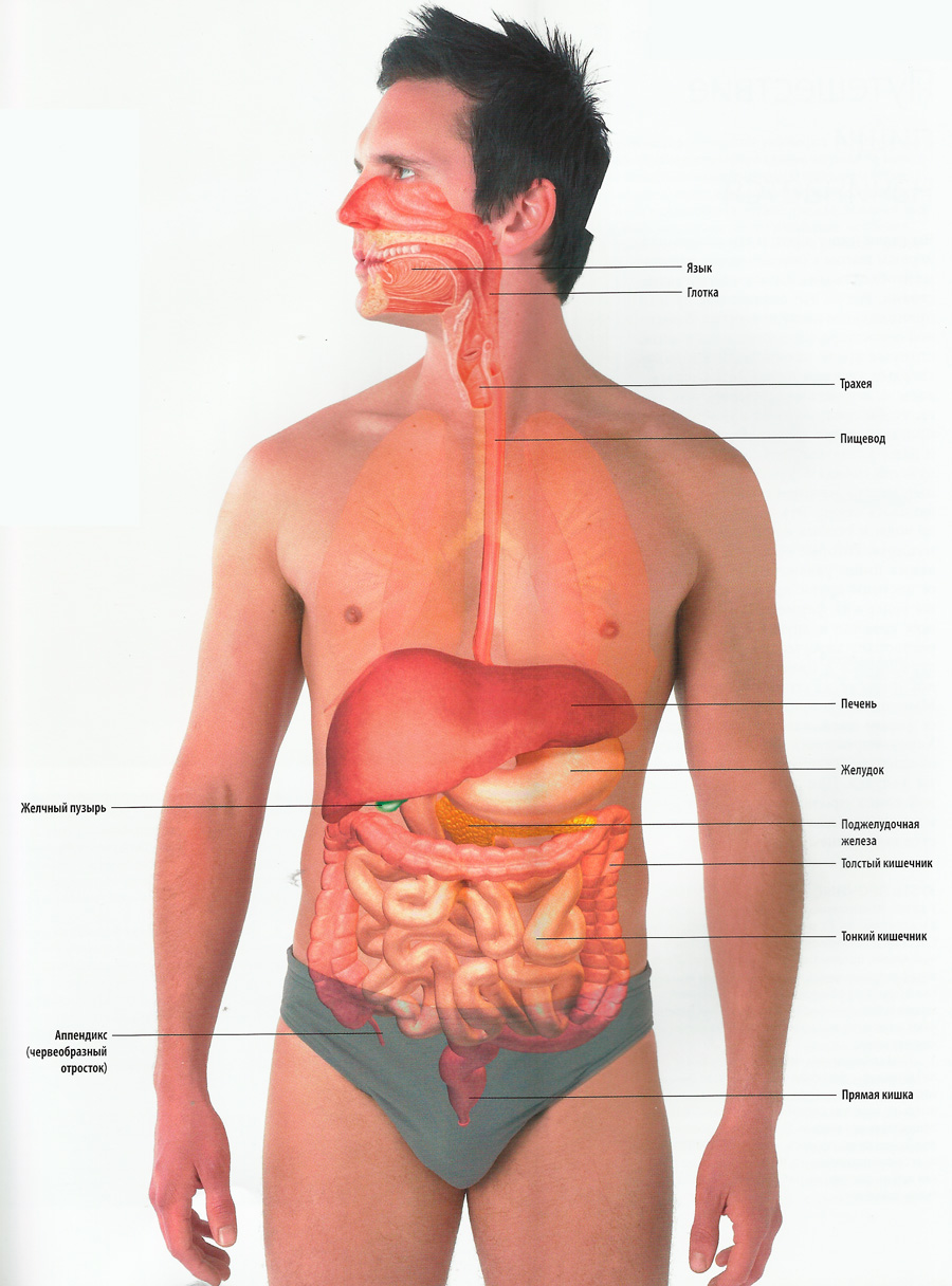  Желудочно-кишечный тракт