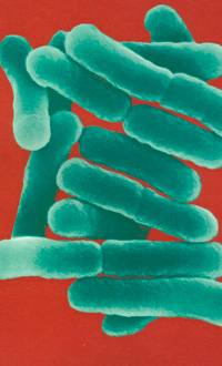 Бактерии фото