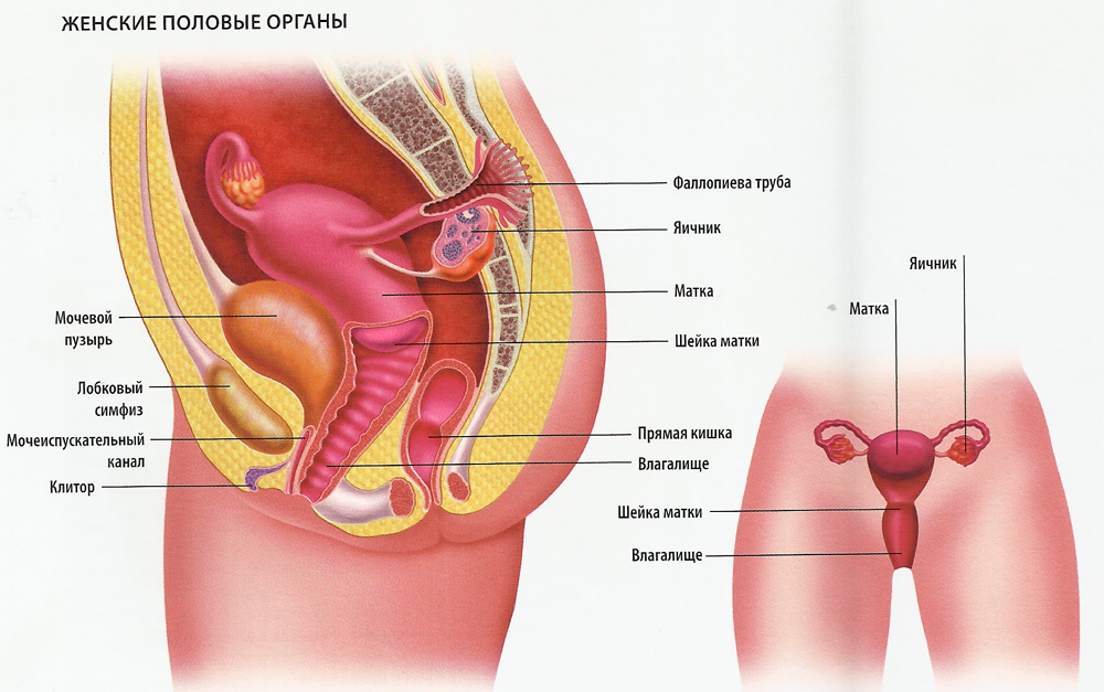 Женские половые органы схема