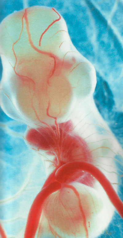 куриный эмбрион фото