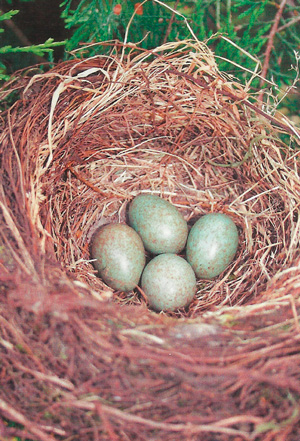 Птичьи яйца фото