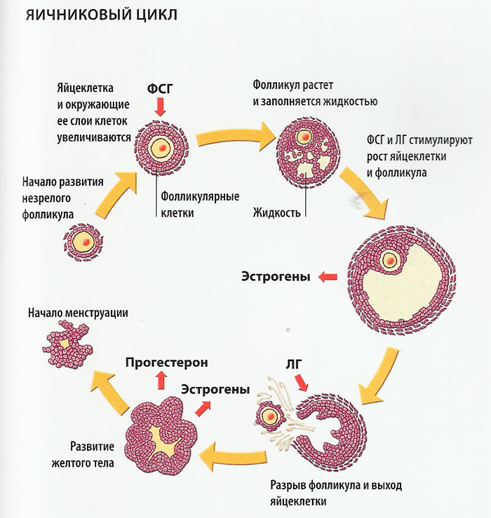 Яичниковый цикл схема