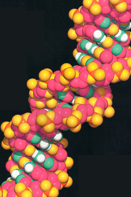 Молекула ДНК схема