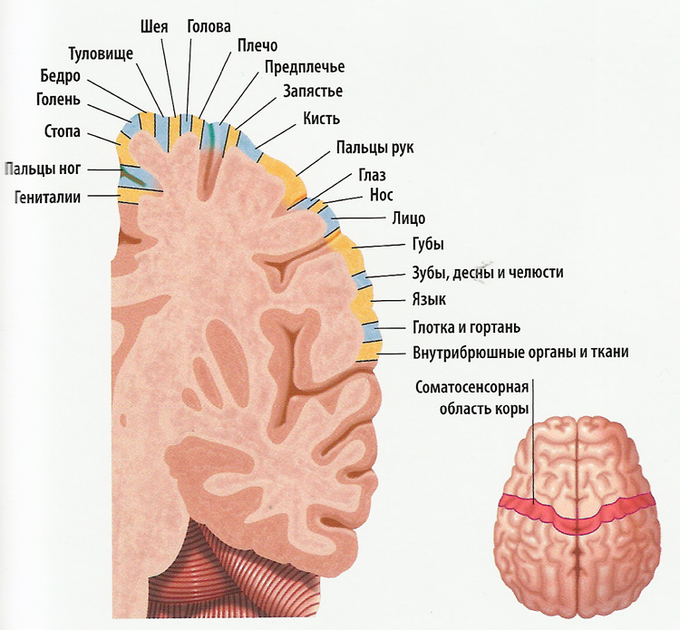 мозг схема