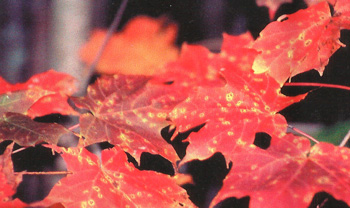 листья фото