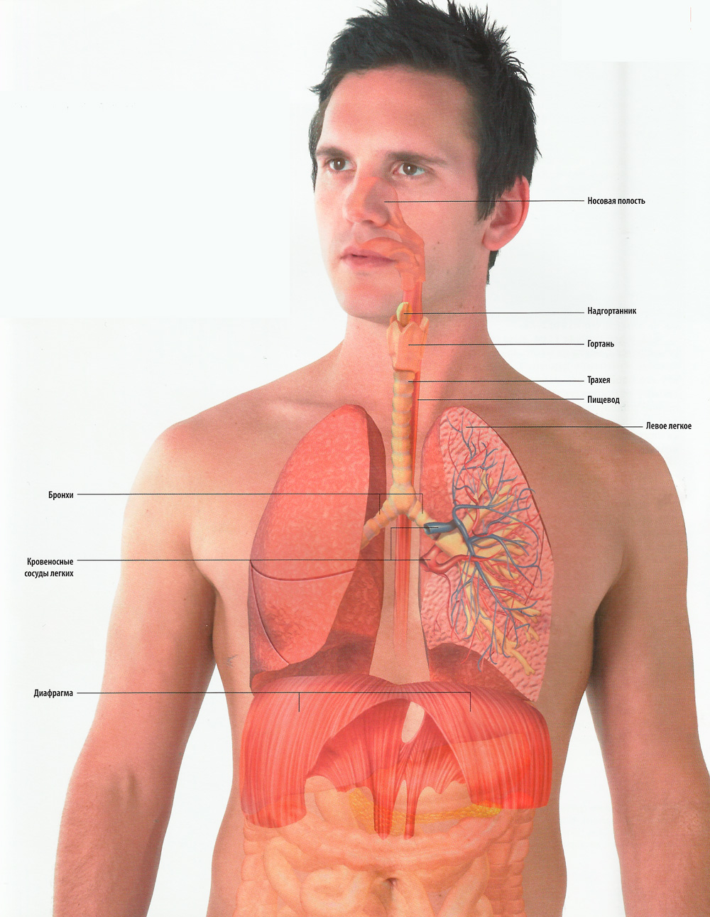 анатомия дыхательной системы