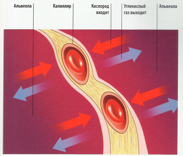 схема окисления в тканях