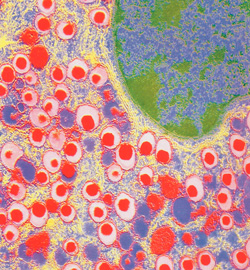 эндокринные клетки 