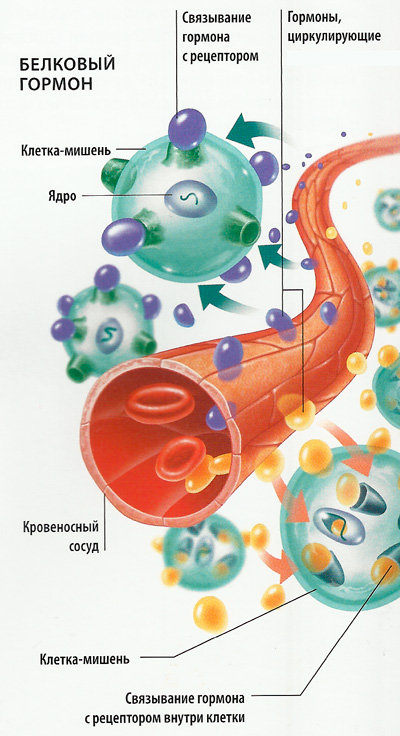 белковый гормон схема