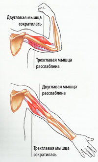 Мышца разгибает руку в локте. Разгибание плечевого сустава мышцы. Трехглавая мышца анатомия. Разгибание локтевого сустава мышцы. При разгибании руки в локтевом суставе двуглавая мышца.