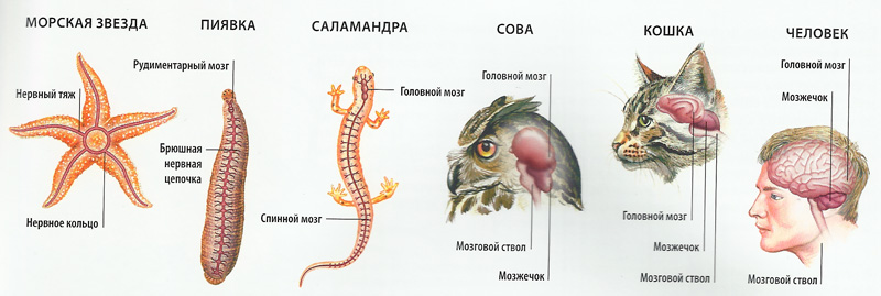 Схема нервной системы позвоночных животных