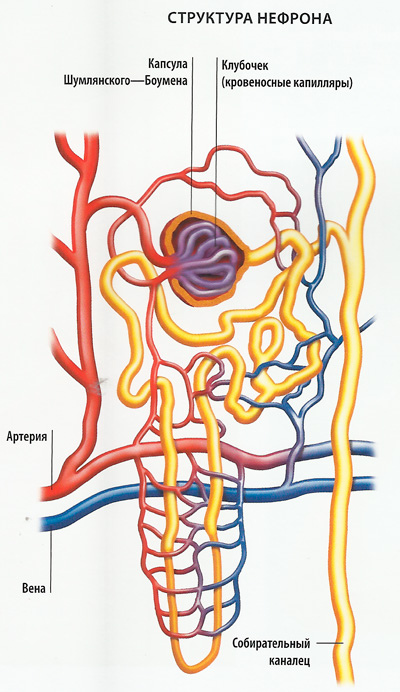В состав нефрона входят капиллярный клубочек. Строение нефрона человека схема. Схема строения и кровоснабжения нефрона. Мочевыделительная система человека строение нефрона. Строение нефрона анатомия.