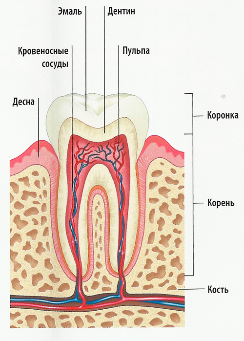 Схема зуба в разрезе