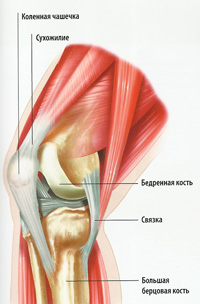 Сухожилия в колене схема