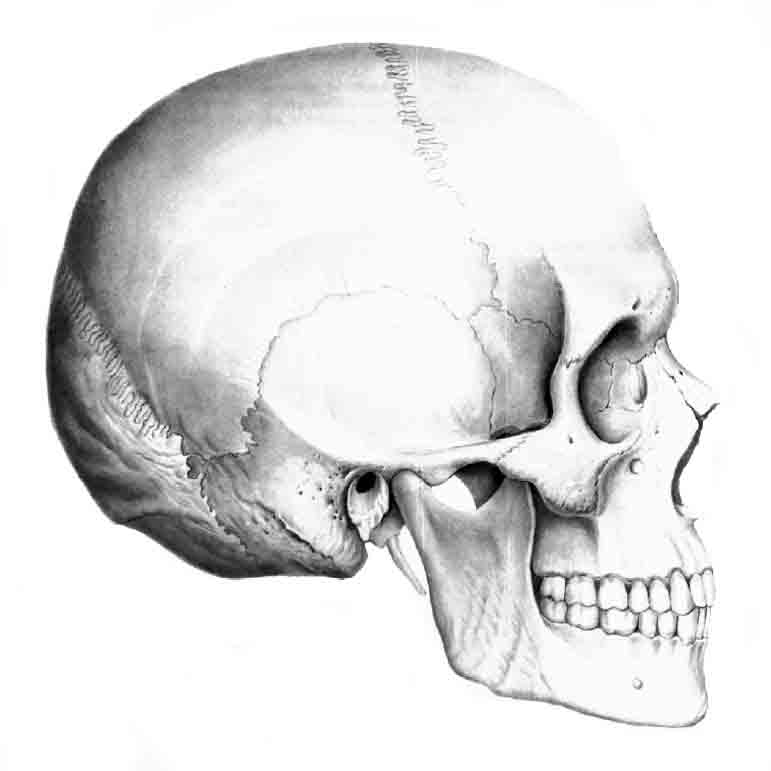 череп строение анатомия